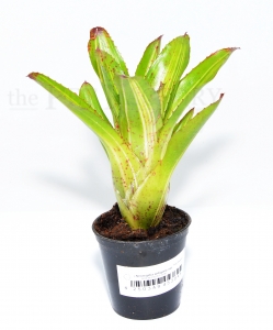 Neoregelia antigone variegata