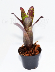 Neoregelia chrissi