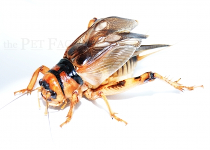 Brachytrupes membranaceus