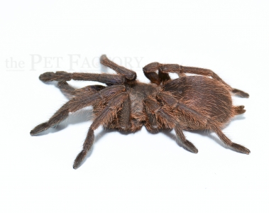Chilobrachys dyscolus BLUE XL