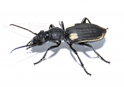 Anthia biguttata NIGERIA