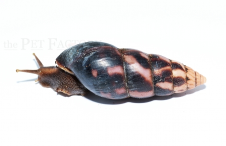 Limicolaria aethiops NIGERIA