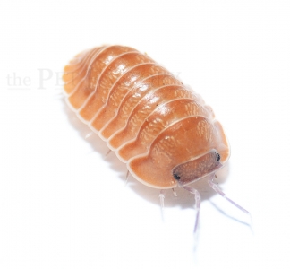 Cubaris spec. SALMON