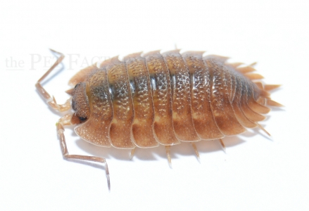 Trachelipus camerani