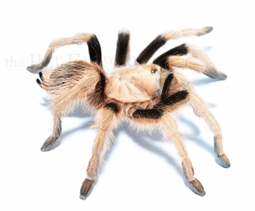 Aphonopelma chalcodes DESERT BLONDE L