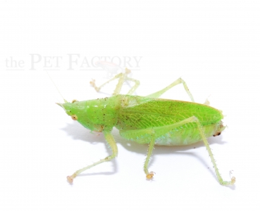 Copiphora spec. FRENCH GUYANA