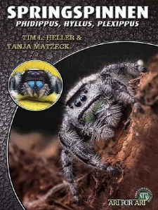 Springspinnen - Phidippus, Hyllus, Plexipus