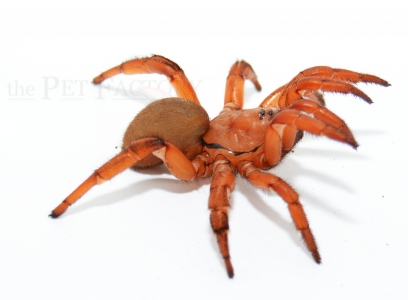 Stasimops spec. KENYA RED