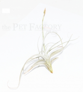 Tillandsia crocata