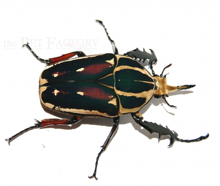 Mecynorrhina torquata ugandensis FARBMORPHE