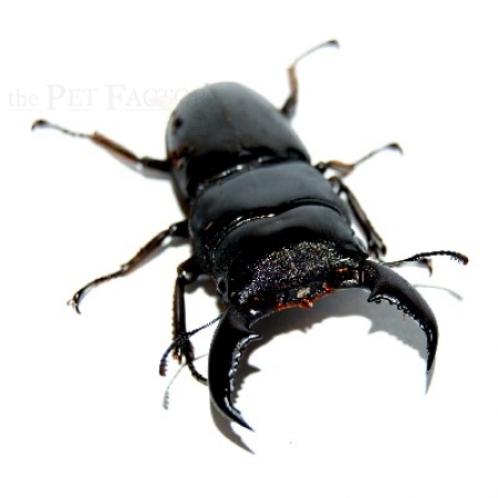 Dorcus titanus MT. HALIMUN Paar