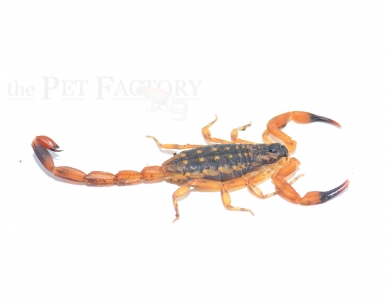 Reddyanus petrzelkai