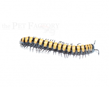 Paradoxosomatidae (?) spec. VIETNAM