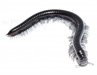 Alienostreptus bicoloripes BLUE LEG