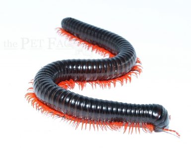 Alienostreptus bicoloripes RED LEG