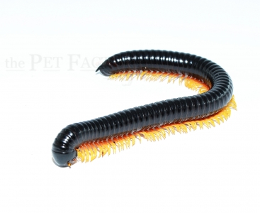 Alienostreptus bicoloripes YELLOW LEG