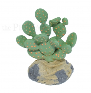 Melon Cactus with Rock Base
