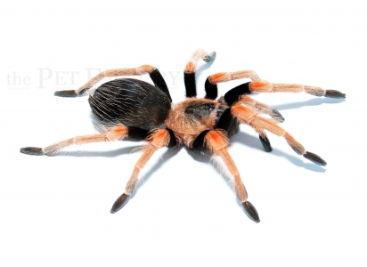 Brachypelma baumgarteni L