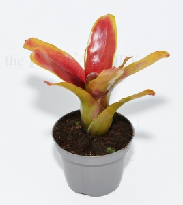 Neoregelia SCARLET FLAME