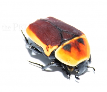 Pachnoda marginata marginata MUTATION