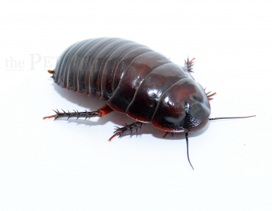 Macropanesthia rhinoceros