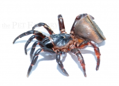 Cyclocosmia latusicosta