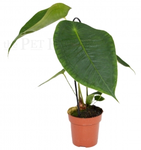 Anthurium spec.