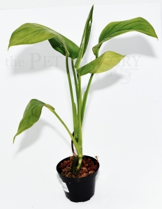 Monstera lechleriana