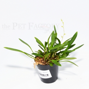 Stelis spec. 1