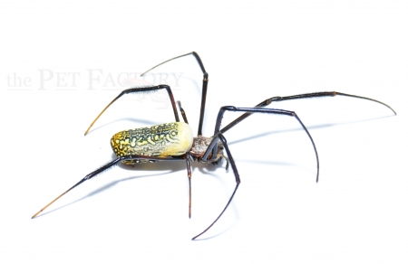 Trichonephila fenestrata