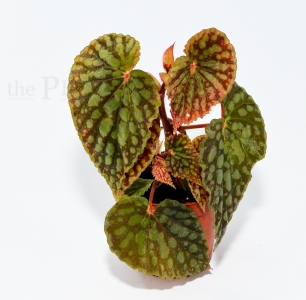 Begonia chlorostica
