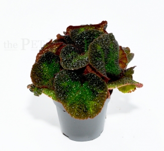 Begonia solimutata