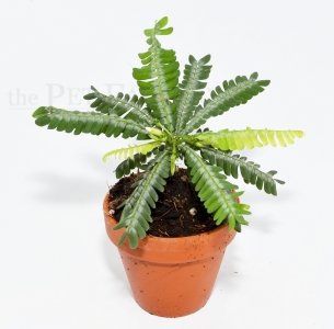 Biophytum zenkeri