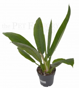 Philodendron campii