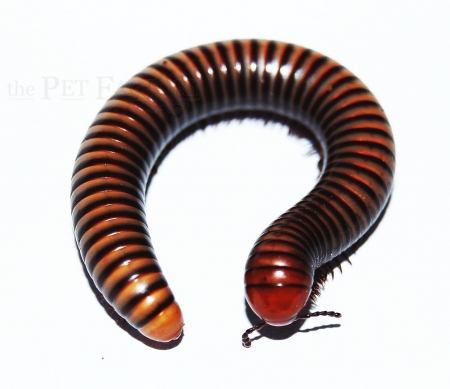 Spirostreptus ibanda