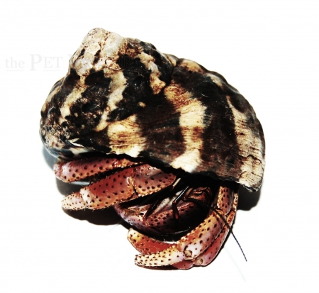 Coenobita clypeatus