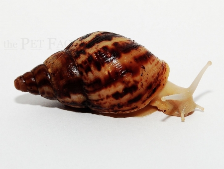 Achatina reticulata Albinos