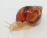 Achatina fulica WHITE JADE Jungtier
