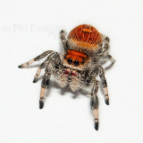 Phidippus regius ml