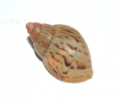 Achatina zanzibarica