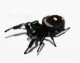 Phidippus regius ml