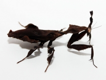 Phyllocrania paradoxa