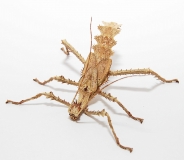 Heteropteryx dilatata