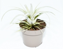 Tillandsia xerographica getopft