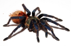 Chromatopelma cyaneopubescens s