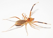 Galeodes granti