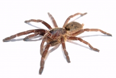 Ceratogyrus marshalli m