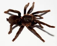 Hysterocrates hercules XL