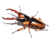 Prosopocoilus savagei Paar