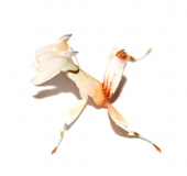 Hymenopus coronatus L